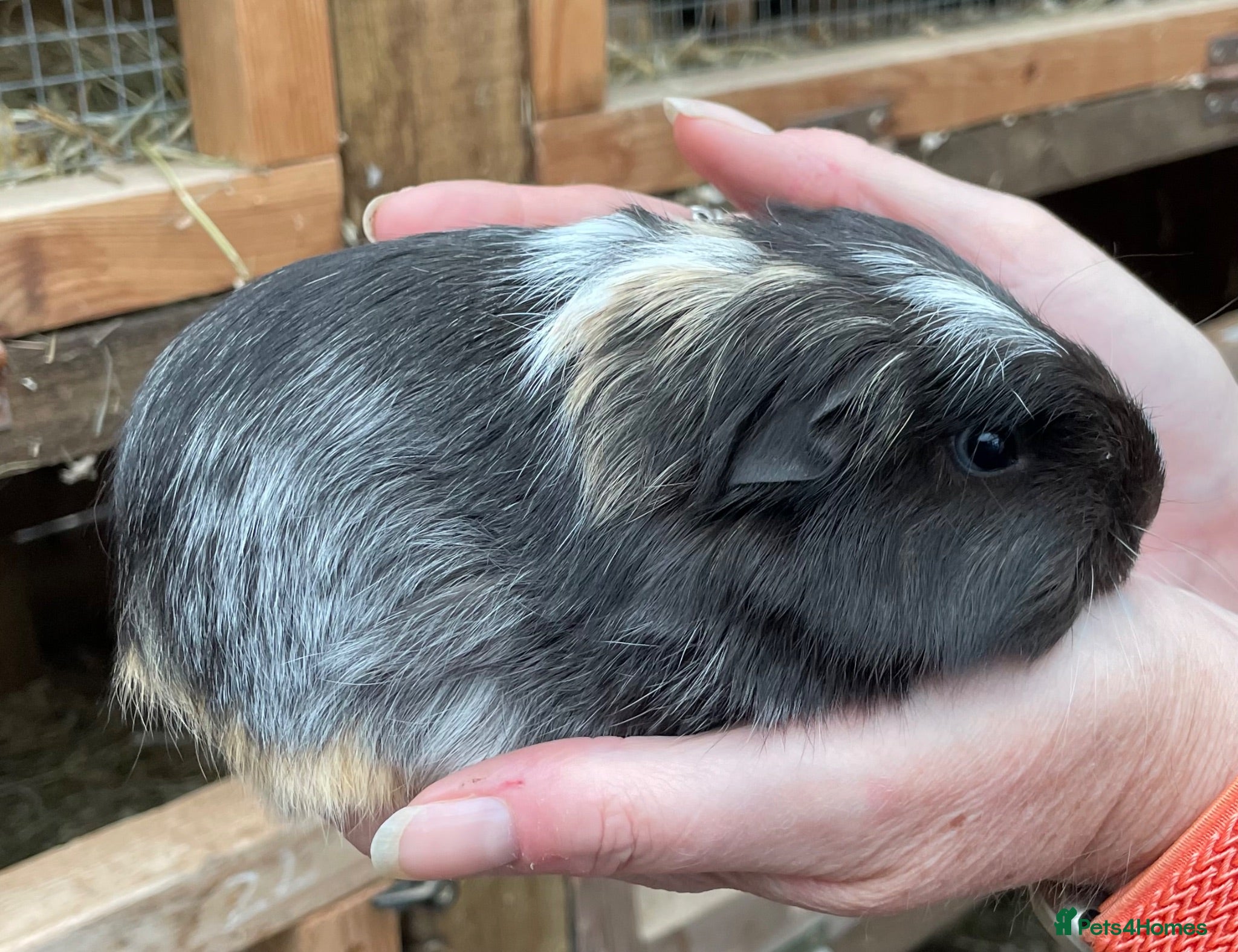 Guinea Pig rodents Bonded pair of baby guinea pigs  - Advert 10