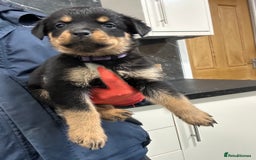Rottweiler dogs for sale: Rottweiler puppies For sale  - Image 11