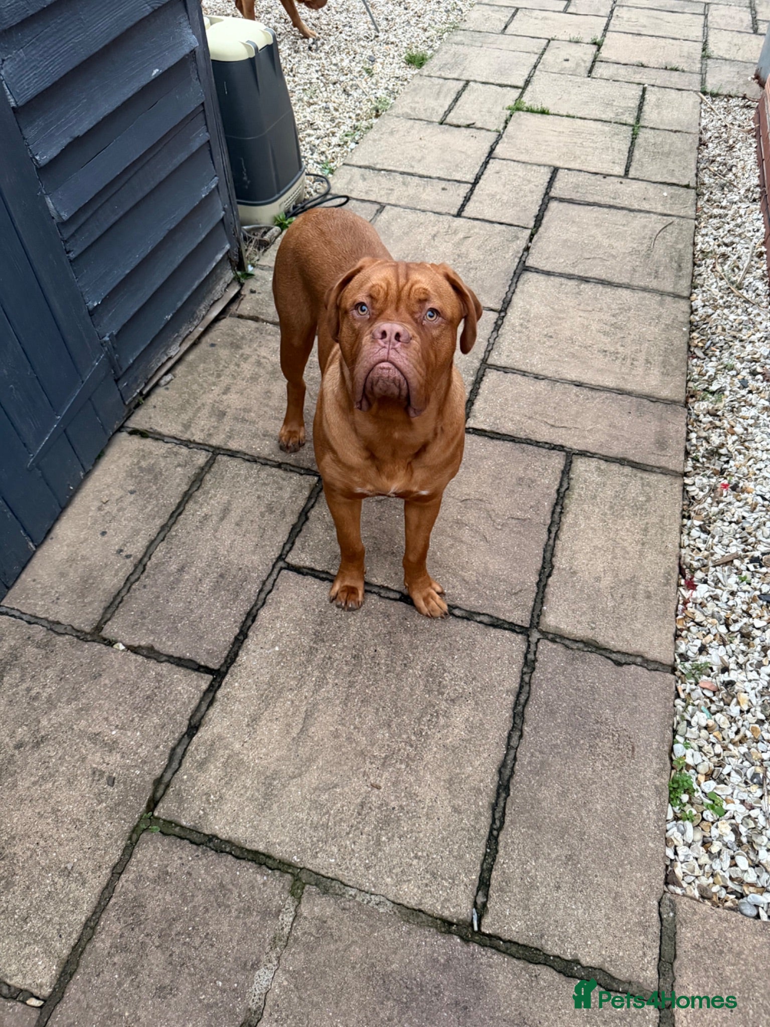 Dogue De Bordeaux dogs Bronson  - Advert 1