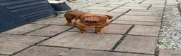Dogue De Bordeaux dogs for stud: Bronson  in Malvern - Advert 1