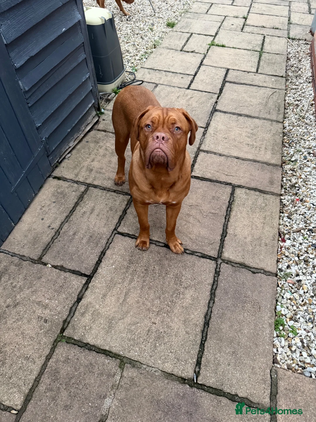 Dogue De Bordeaux dogs for stud: Bronson  in Malvern - Advert 1