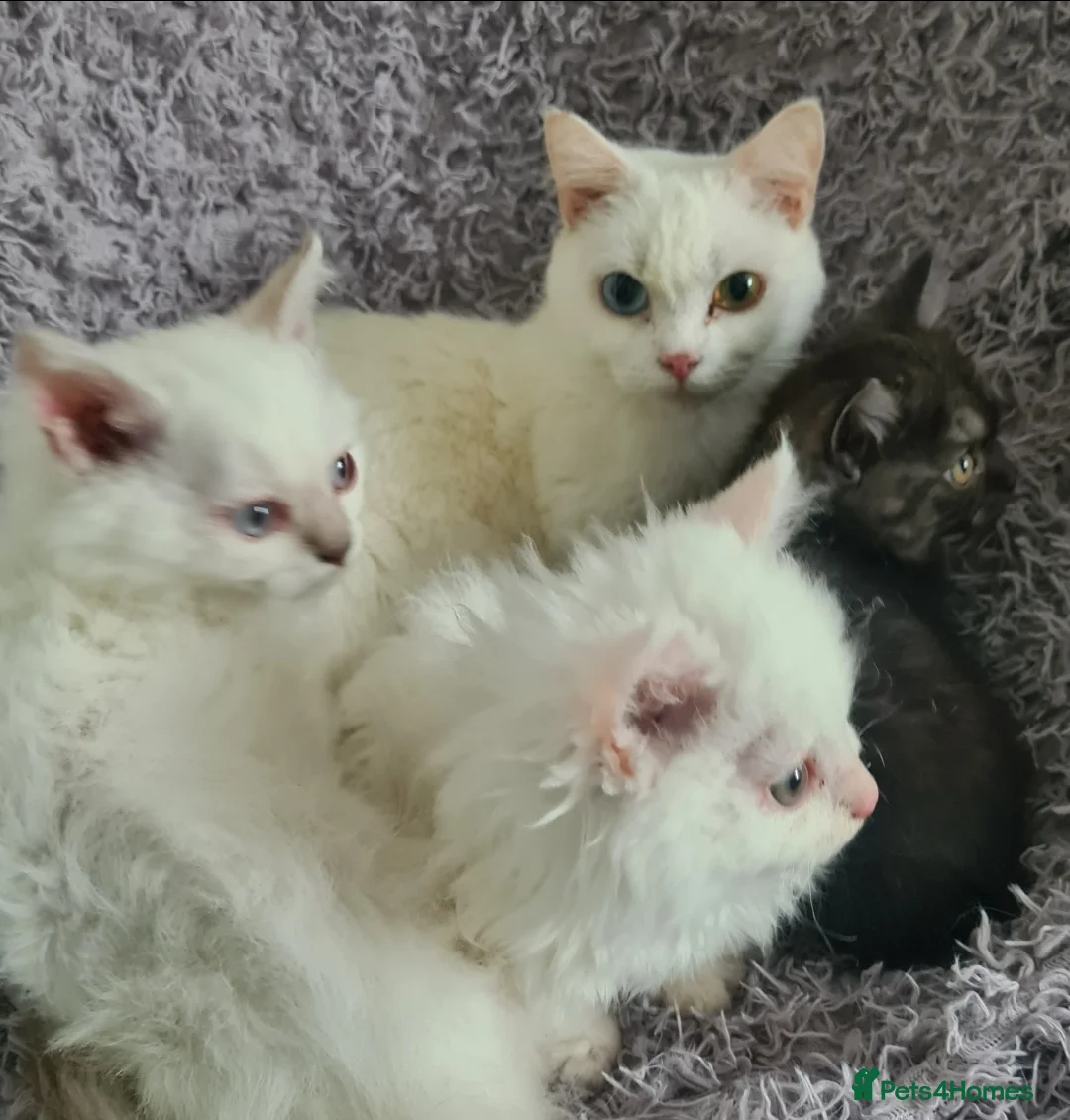 Munchkin cats for sale: Handsome Male Munchkin - Advert 2