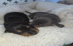 Miniature Dachshund dogs for sale: Miniature smooth dachshund  - Image 12