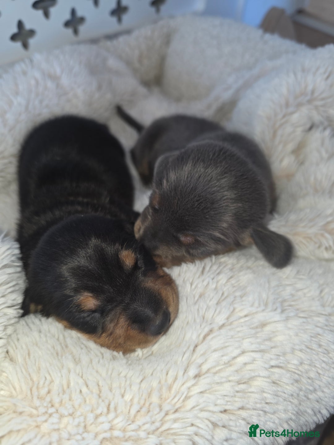 Miniature Dachshund dogs for sale: Miniature smooth dachshund  - Image 12