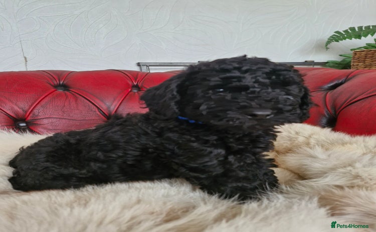 Labradoodle dogs - Advert 2