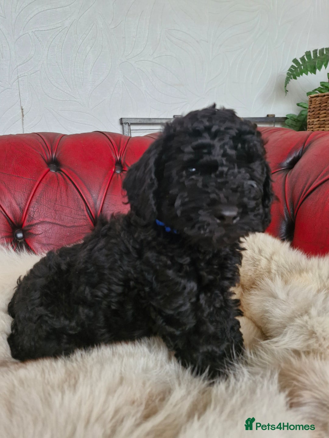 Labradoodle dogs for sale: READY FOR THEIR FOREVER SOFA NOW - Image 1