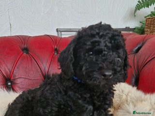 Labradoodle dogs - Advert 2