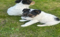 Fox Terrier dogs for sale: Fox Terrier puppies for sale - 07704995261 - Image 5