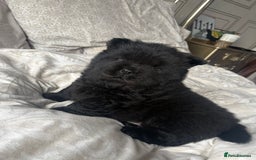 Chow Chow dogs for sale: BLACK GIRL CHOW CHOW - READY NOW!!! - Image 19