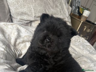 Chow Chow dogs - Advert 15