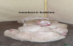 Ragdoll cats for sale: 6 beautiful PURE ragdolls - Image 15