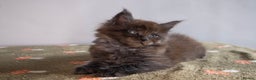 Maine Coon cats for sale: Gorgeous TICA-Registered Maine Coon Kittens! - Advert 22