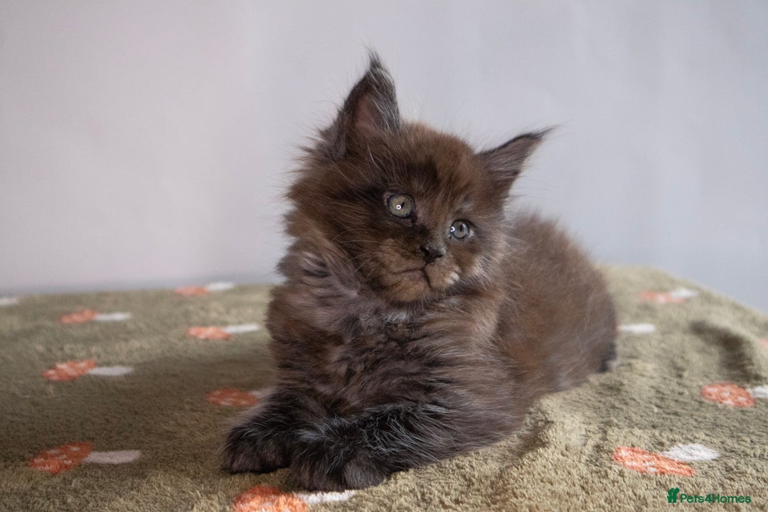Maine Coon cats for sale: Gorgeous TICA-Registered Maine Coon Kittens! - Advert 22