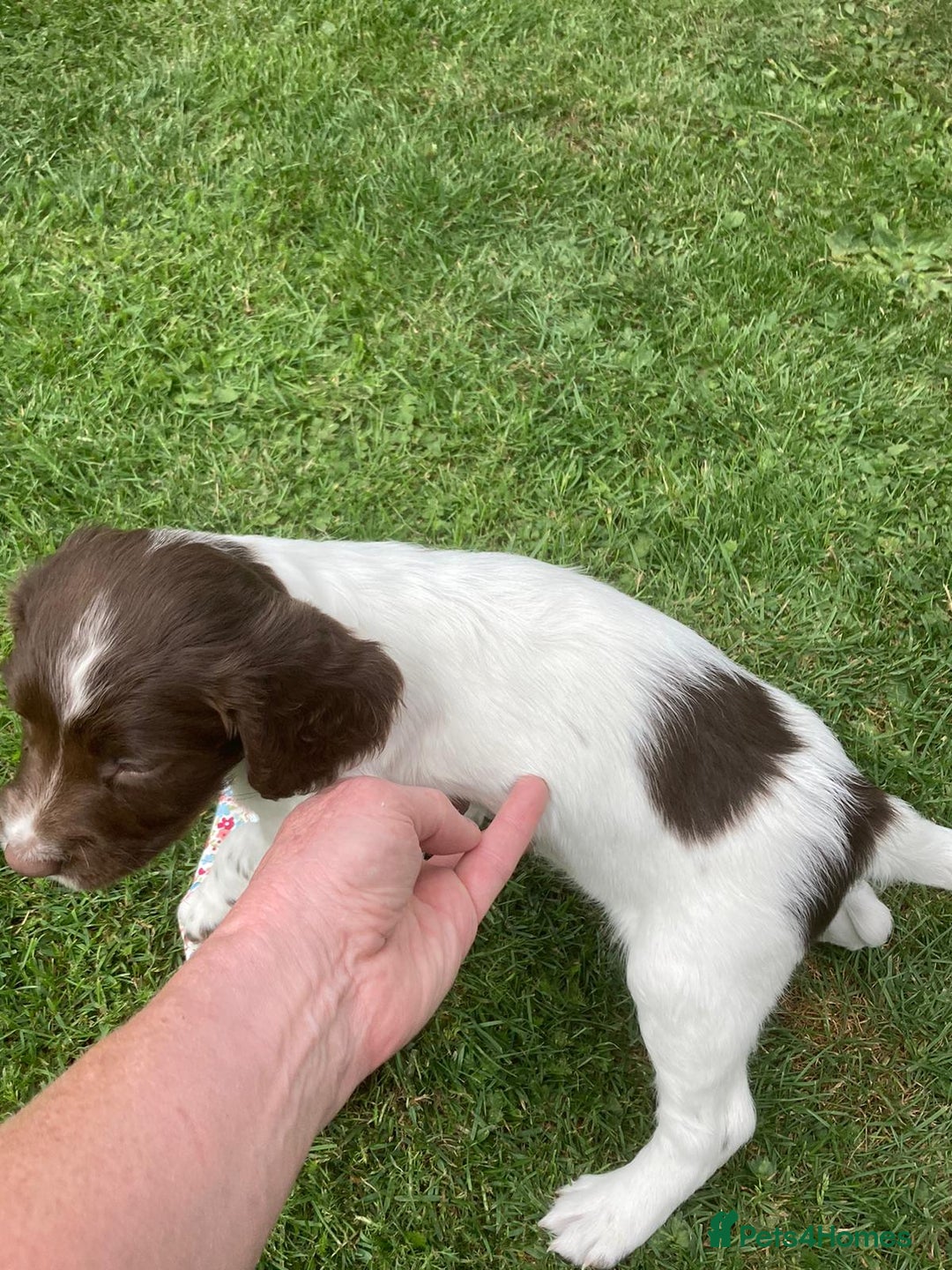 English Springer Spaniel dogs for sale: FTCH sired English Springer Spaniel Puppies - Image 15