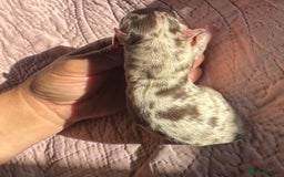 Chihuahua dogs for sale: Chocolate Merle Longhair Chihuahua,1boy 1girl left - Image 12