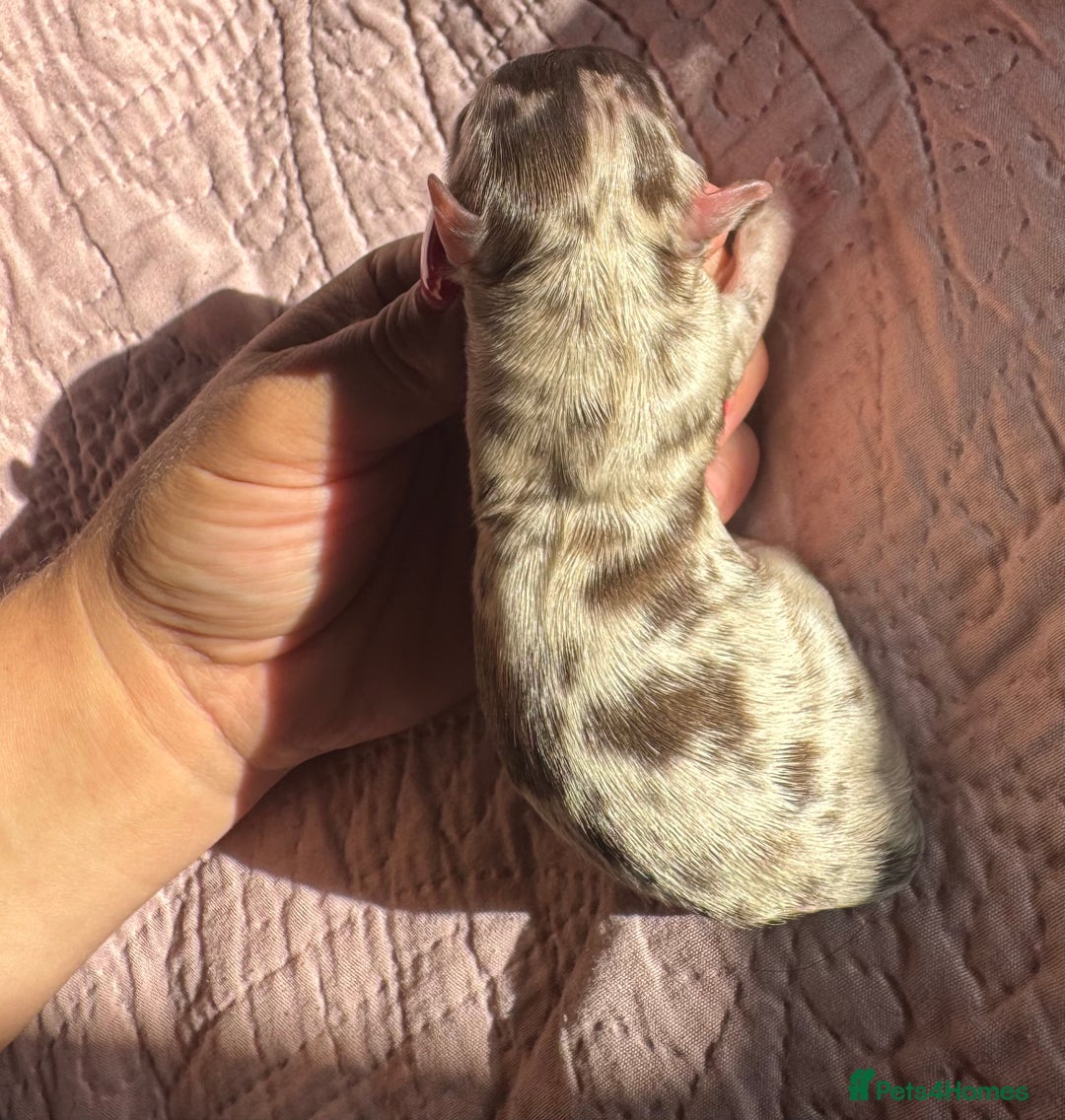 Chihuahua dogs for sale: Chocolate Merle Longhair Chihuahua,1boy 1girl left - Image 12