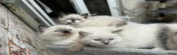 Ragdoll cats for sale: 🐾 Pure Ragdoll Kittens 🐾 - Advert 3