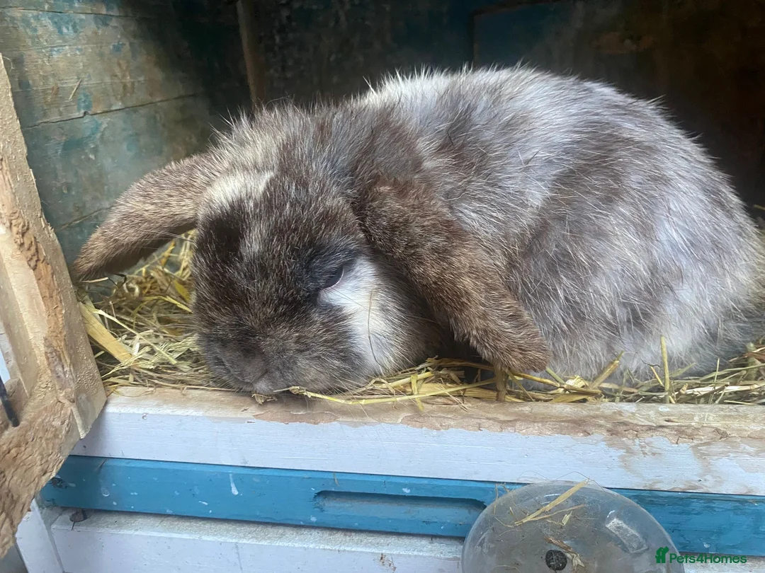 Mixed Breed rabbits for sale: Two male rabbits  in Norwich - Advert 2