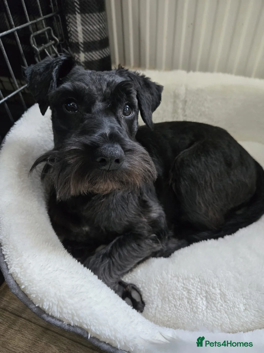 Miniature Schnauzer dogs for sale: Miniature schnauzer puppies  in Dover - Advert 34