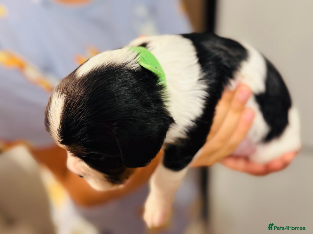 Cavalier King Charles Spaniel dogs for sale: 🐶 Beautiful Cavalier King Charles Puppies - Image 16