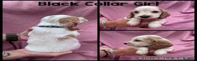 Cocker Spaniel Black Collar