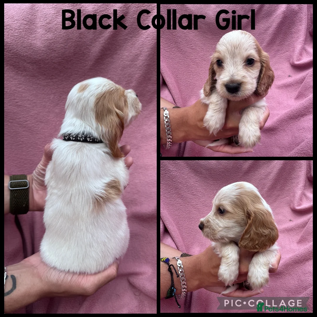 Cocker Spaniel dogs for sale:  Beautiful Litter of Show Cocker Spaniels  - Advert 15