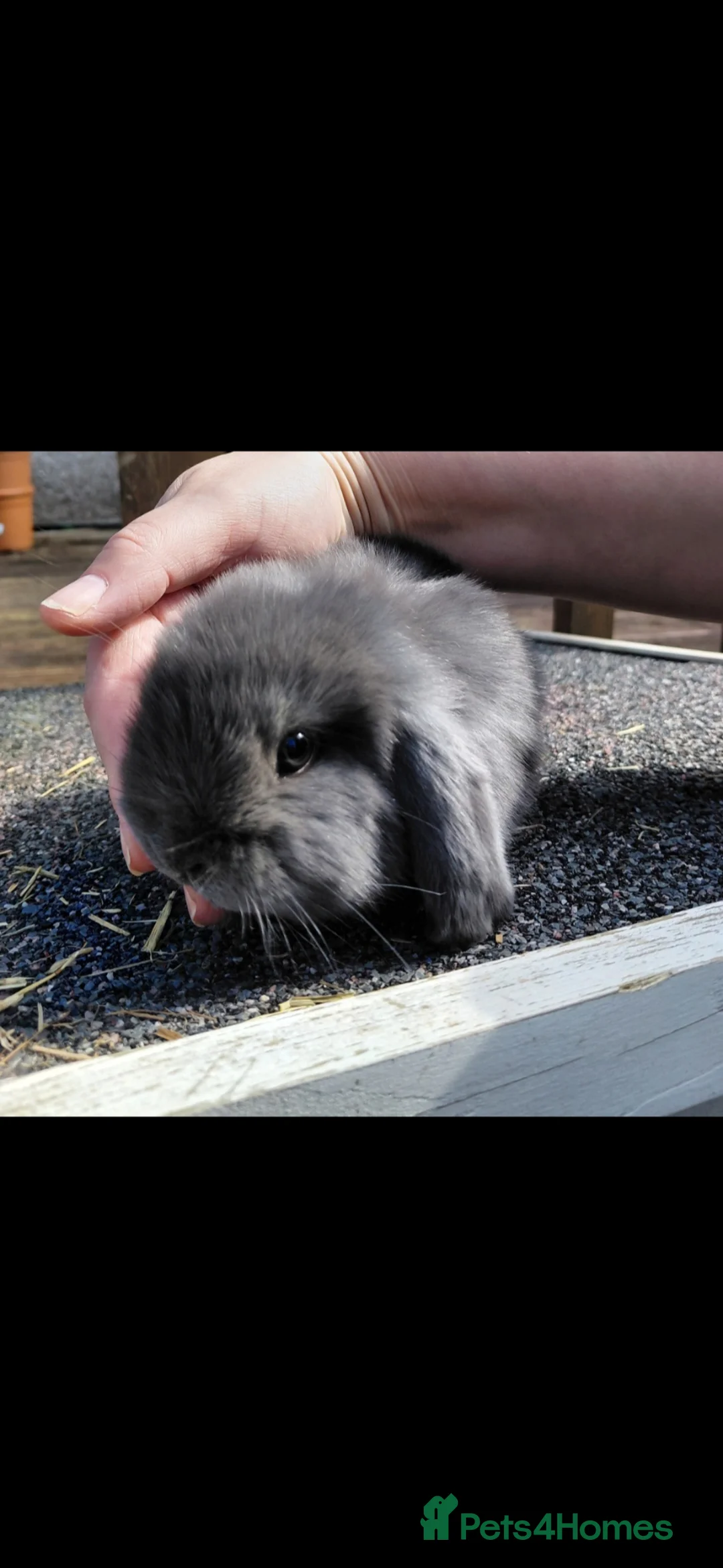 Mini Lop rabbits for sale: Mini lop babies - Advert 2