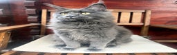 Maine Coon cats for sale: Polydactyl and non polydactyl kittens  - Advert 3