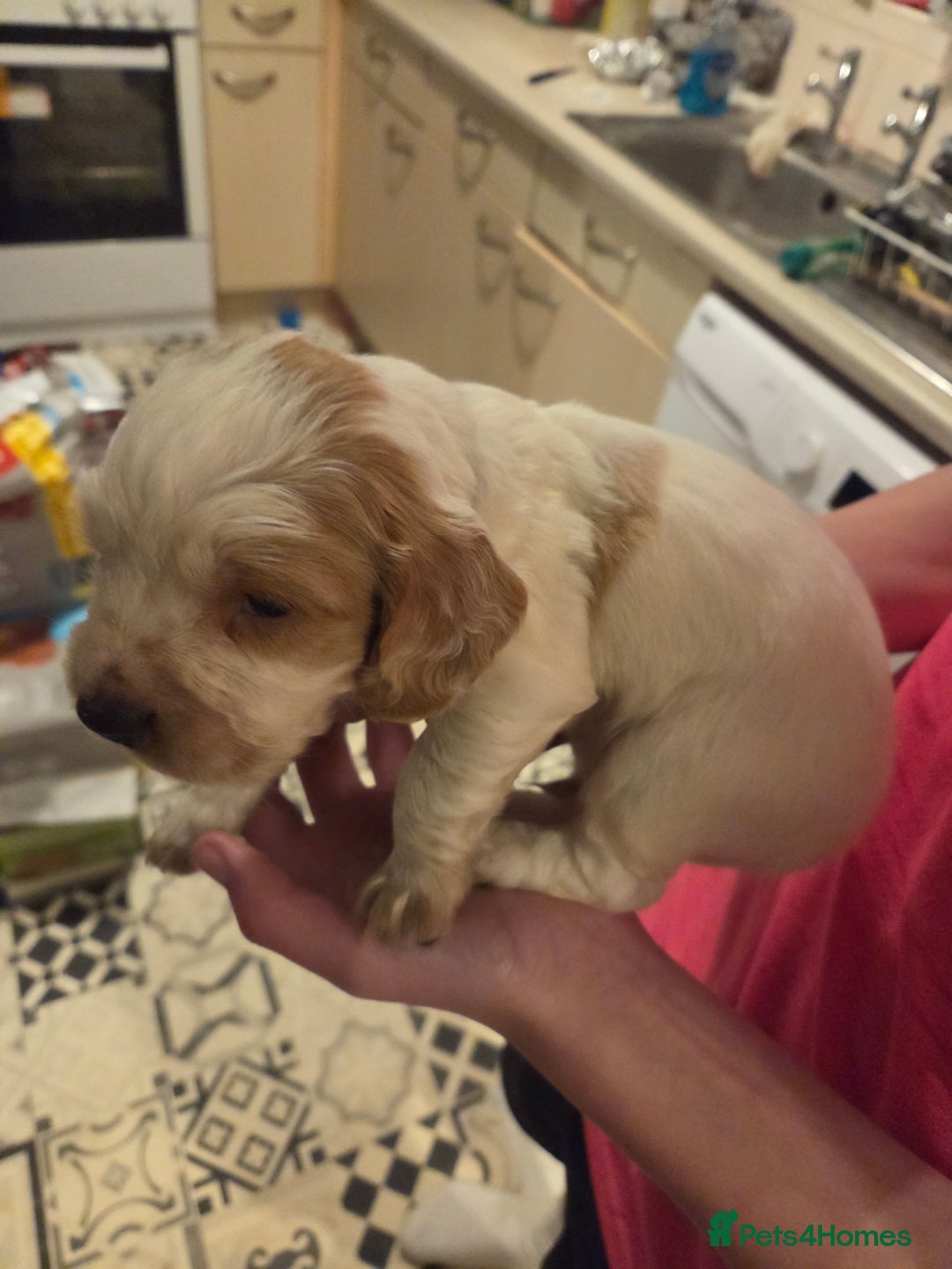 Cocker Spaniel dogs for sale: cocker spaniel puppies  - Advert 6