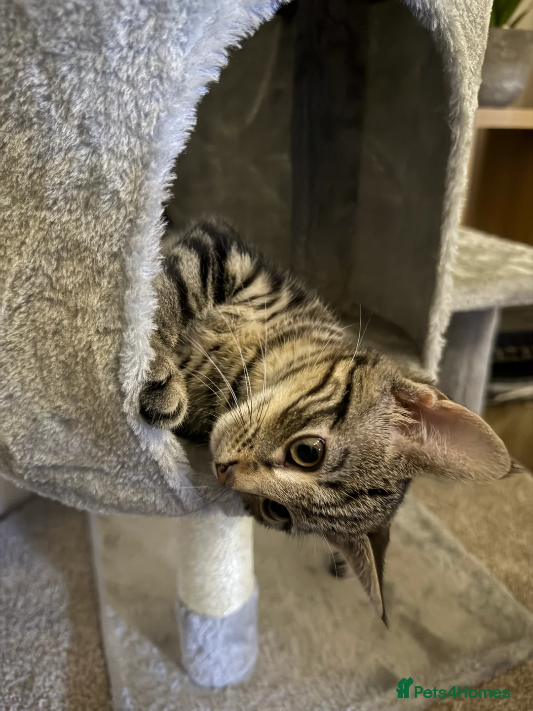 Mixed Breed cats for sale: 3 month old kitten  - Advert 3