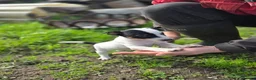 Jack Russell dogs for sale: Lovely Jack russell puppies - Advert 9