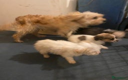 Jackapoo dogs for sale: Jackapoo puppies for sale  - Image 6