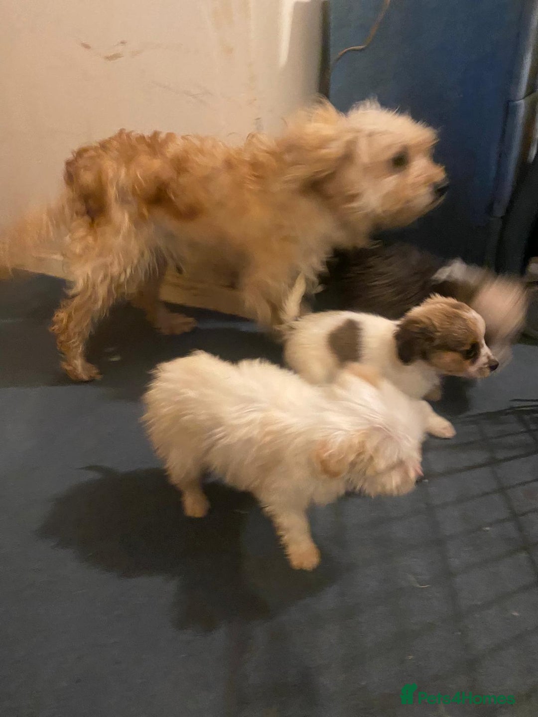 Jackapoo dogs for sale: Jackapoo puppies for sale  - Image 6