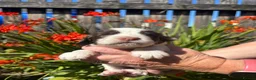 Sprocker dogs for sale: Beautiful litter of spaniel puppies  - Advert 9
