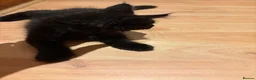 Maine Coon cats for sale: Fluffy Maine Coon Kittens - Advert 7