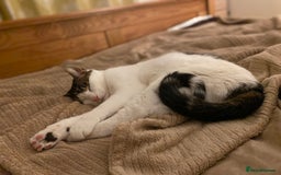 Mixed Breed cats for sale: Cat for sale/adoption - Image 1