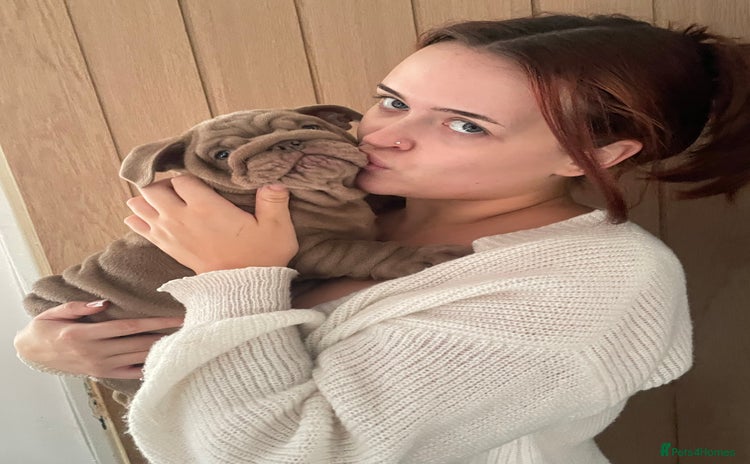 English Bulldog dogs - Advert 1