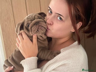 English Bulldog dogs for sale - Advert 1