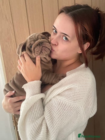 English Bulldog dogs - Advert 1