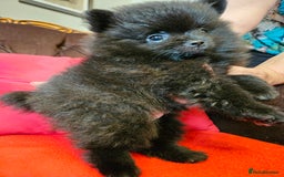 Pomeranian dogs for sale: 3 beautiful black pomeranian boys for sale  - Image 22