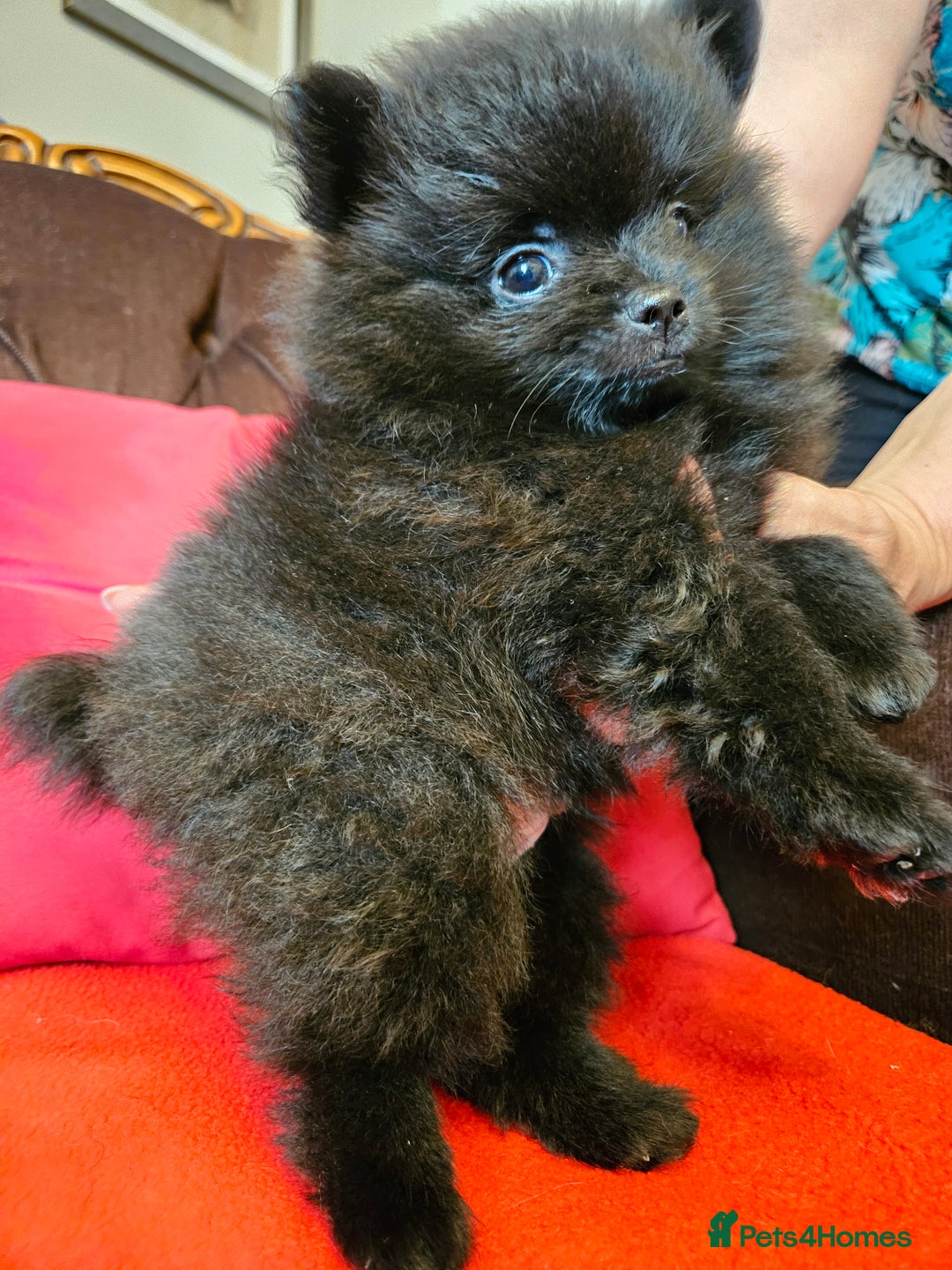 Pomeranian dogs for sale: 3 beautiful black pomeranian boys for sale  - Image 22
