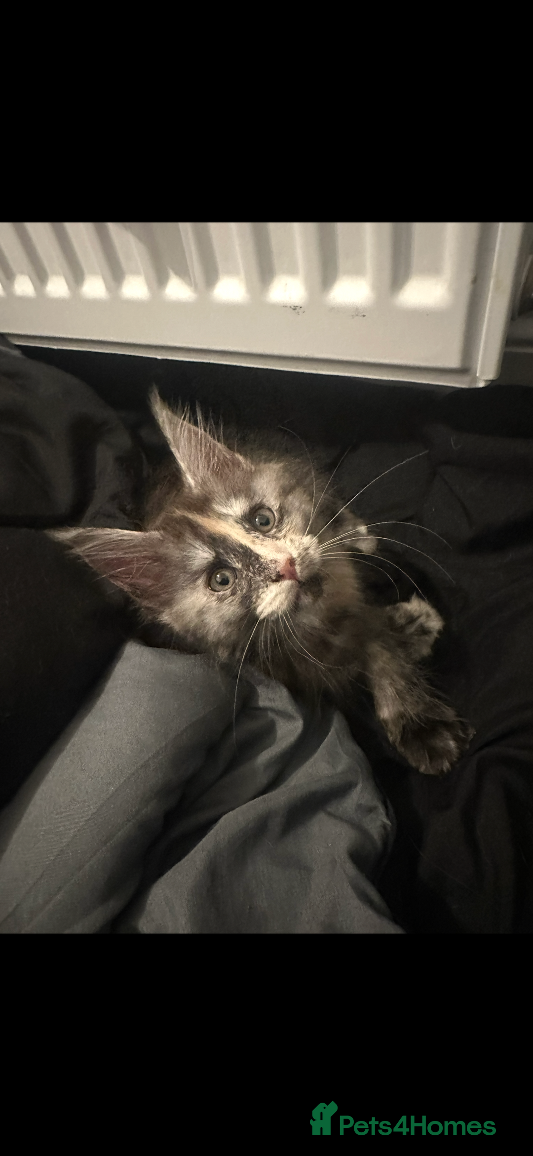 Maine Coon cats for sale: Maine Coon Kittens - Advert 3