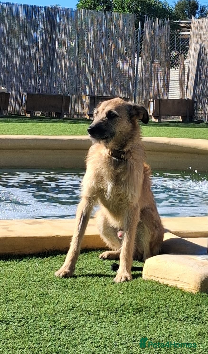 Mixed Breed dogs Future Uncertain - Kennel Closed  - Advert 14