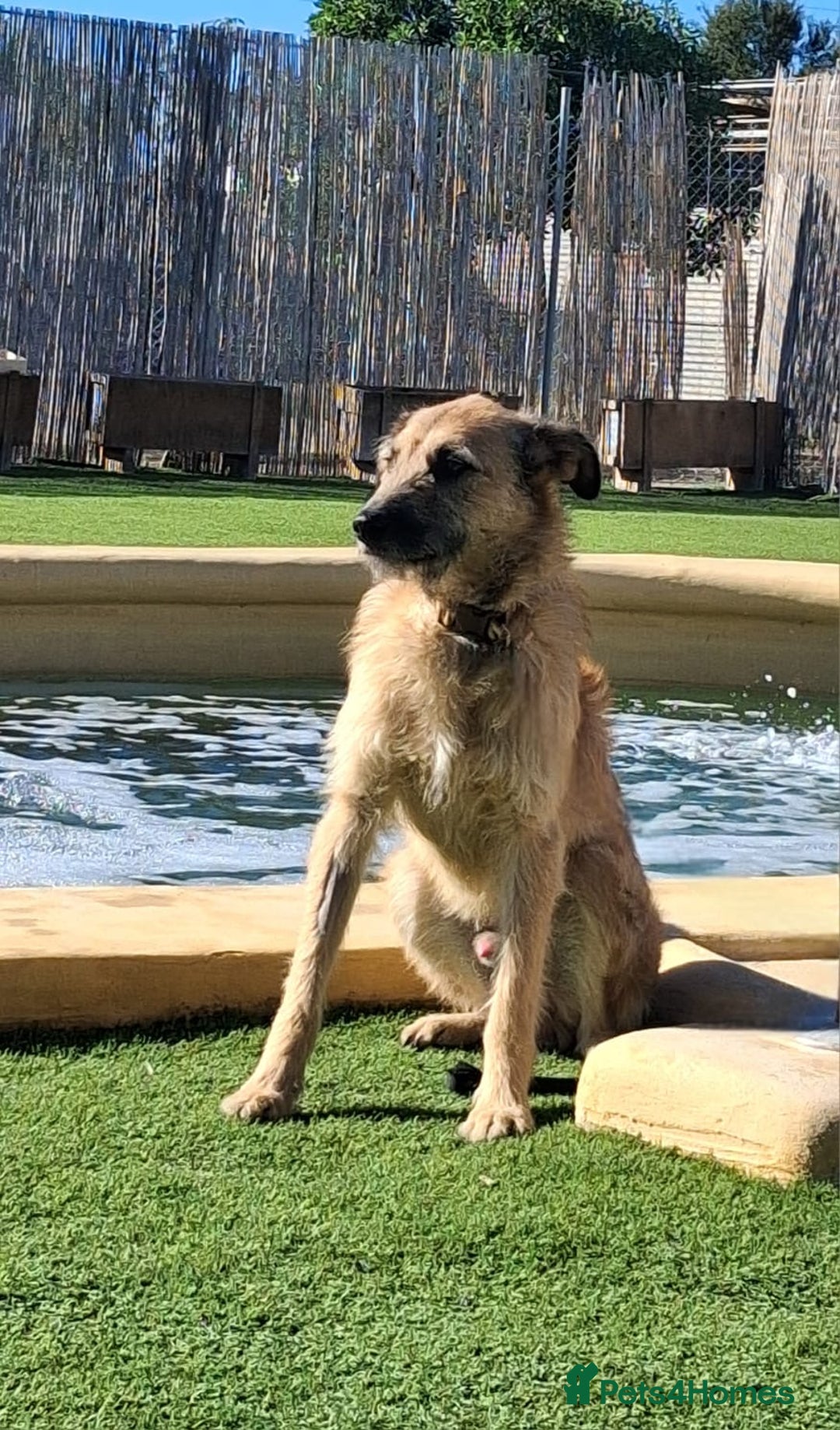 Mixed Breed dogs for adoption: Future Uncertain - Kennel Closed  - Advert 1