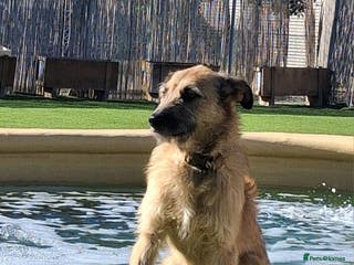 Mixed Breed dogs Future Uncertain - Kennel Closed - Advert 12