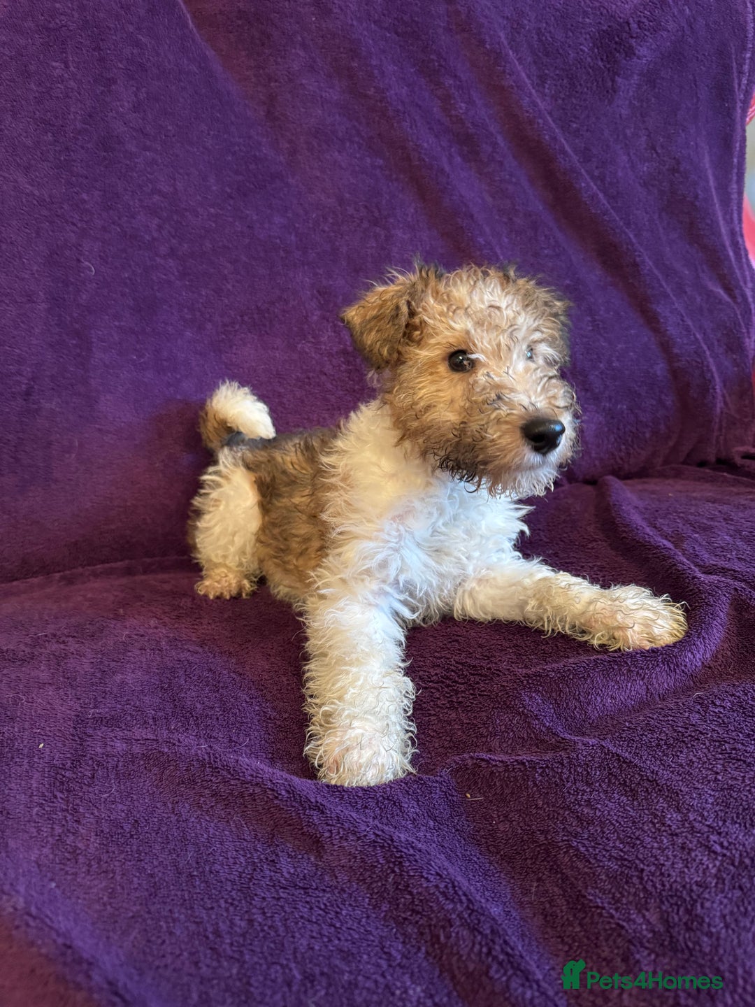 Fox Terrier dogs for sale: Stunning wire fox terrier puppies  - Advert 12