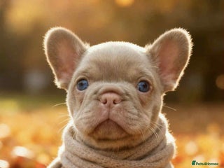 French Bulldog dogs - Advert 5