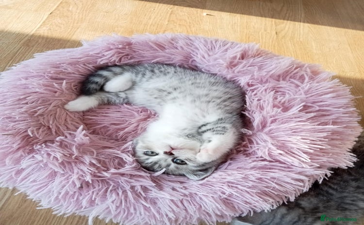 Scottish Fold cats - Advert 10