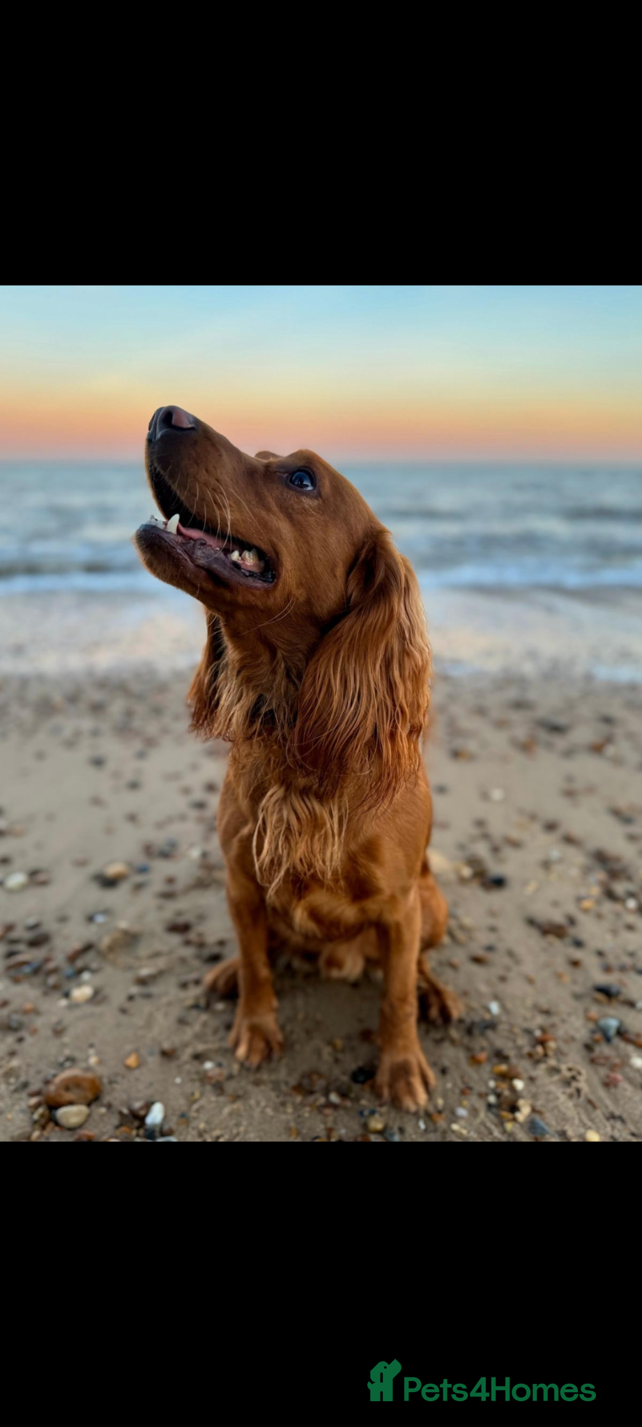 Cocker Spaniel dogs 21 month old cocker spaniel (male, not neutered). - Advert 2