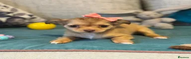 Chihuahua 1